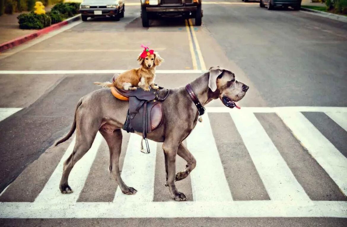 Собаки бегут по дороге. Собака на дороге. Животные переходят дорогу. Собака переходит дорогу. Собака на пешеходном переходе.