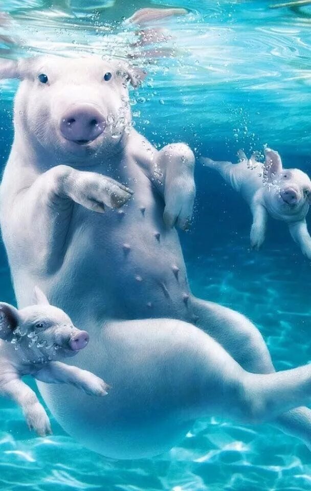Animals swim