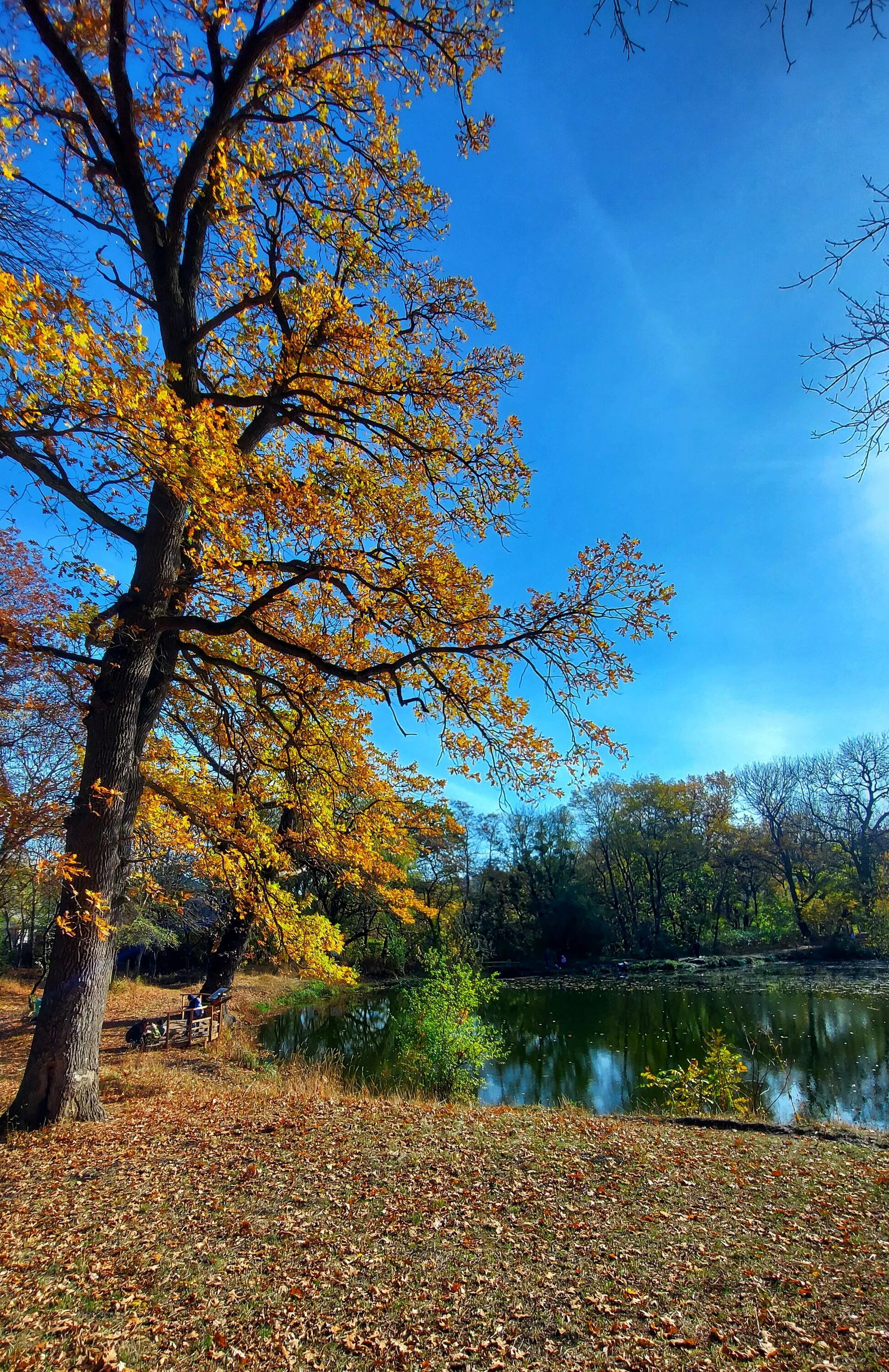 ртищев пруд ставрополь