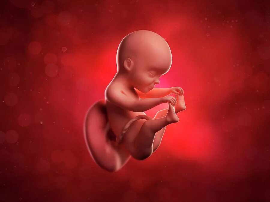 Как выглядит эмбрион в месяц. Эмбрион в матке vector. Как выглядит эмбрион в месяц. Ребёнок 11 недель беременности эмбрион. Беременность стадии развития плода по неделям.