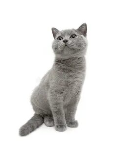 Серый кот на белом фоне