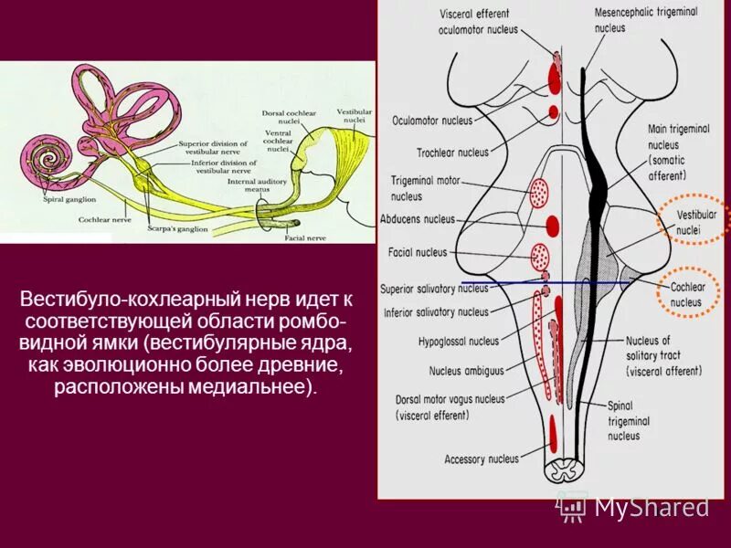 Строение вестибулярного нерва. Ход преддверно улиткового нерва. Ядра вестибулокохлеарного нерва. Кохлеарный нерв путь схема. Преддверно улитковый нерв мост.