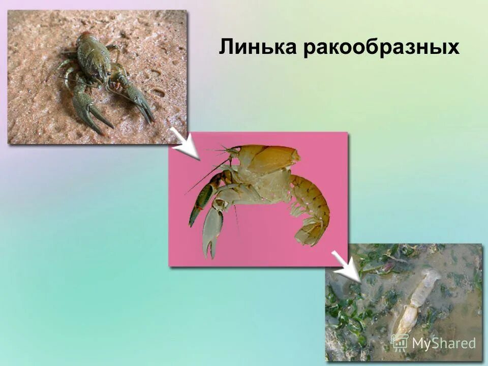 Хитиновый покров ракообразных. Линька членистоногих. Хитиновый покров ракообразных. Членистоногие покровы. Хитиновый покров ракообразных.