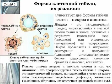 Распад тканей в организме