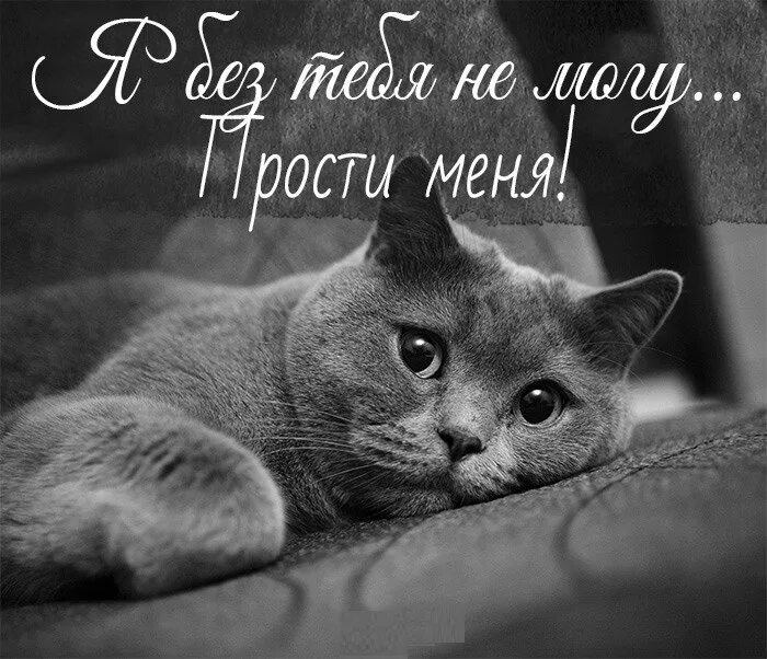 Прости меня любимый. Прости меня картинки. Прости тебя я обожаю. Прости меня картинки. Прости тебя я обожаю.