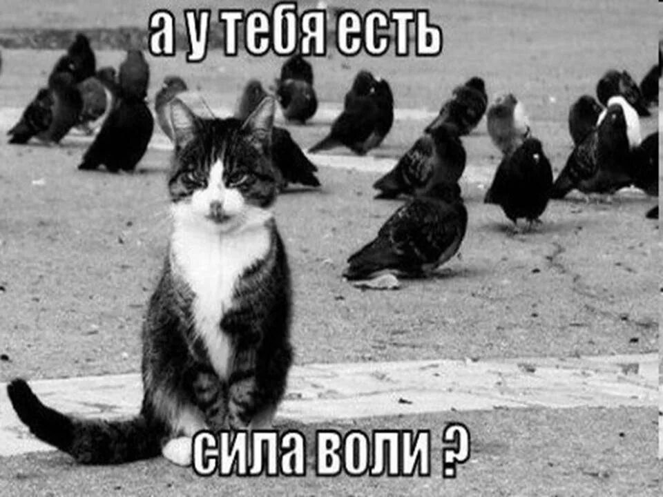 Воля делай хорошо. Сила воли. сила воли картинки. воля сила воли. мемы про силу воли.