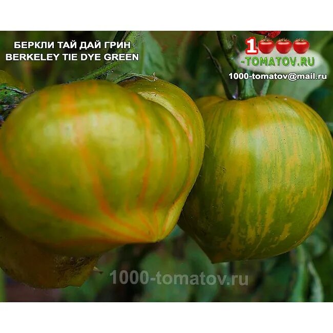 Томат тай дай пинк. Томат богатырь илюша. Томат berkeley tie-dye. Сорт томата беркель. Томат брекли тай дай харт.