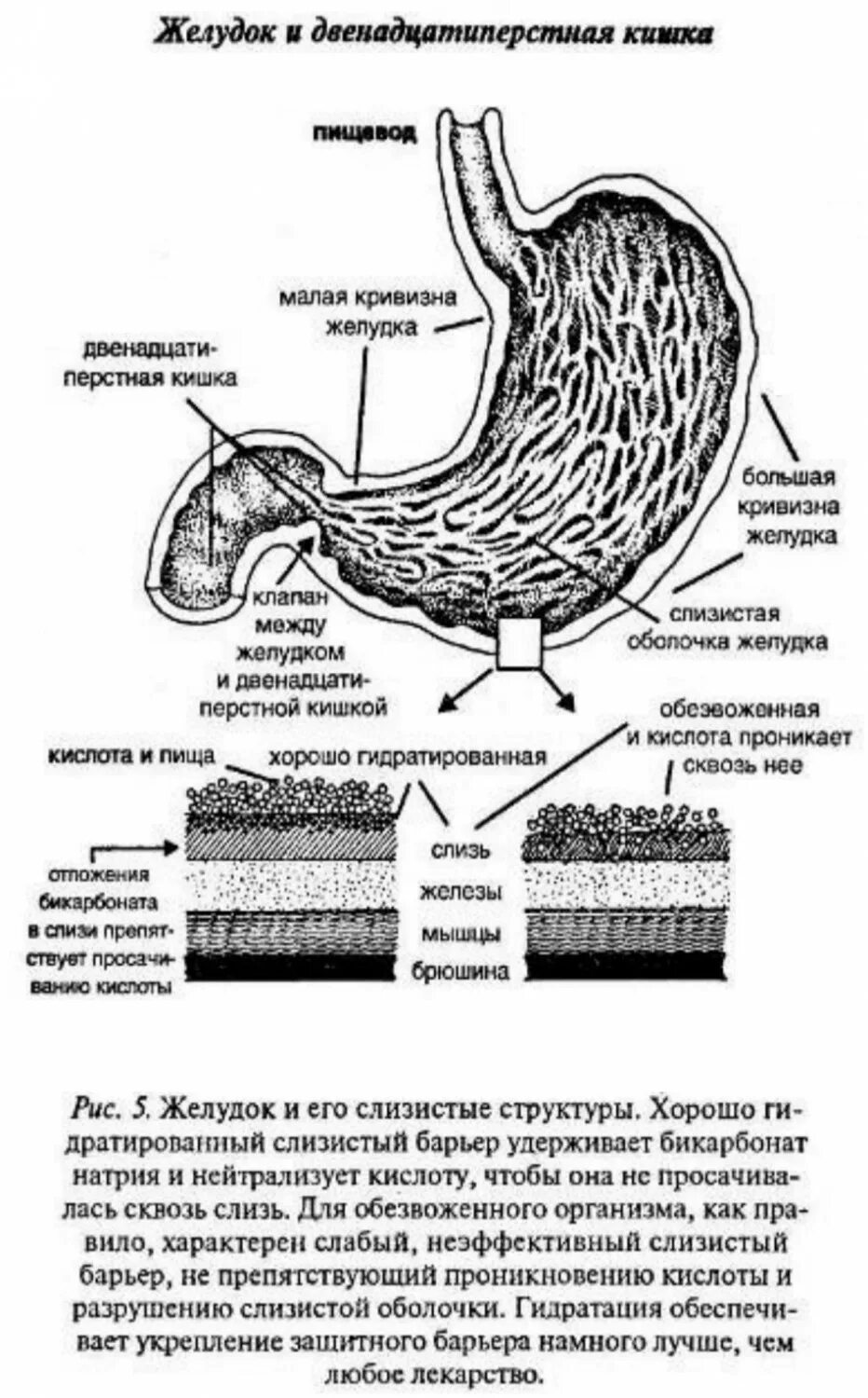 Малая кривизна тела желудка. Схема оболочек желудка. Большая кривизна желудка. Особенности строения слизистой оболочки желудка.