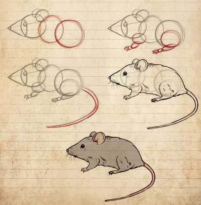 Крыса рисунок. Поэтапное рисование крысы. Рисунок крысы пошагово. Поэтапное рисование мыши. Как легко нарисовать мышку
