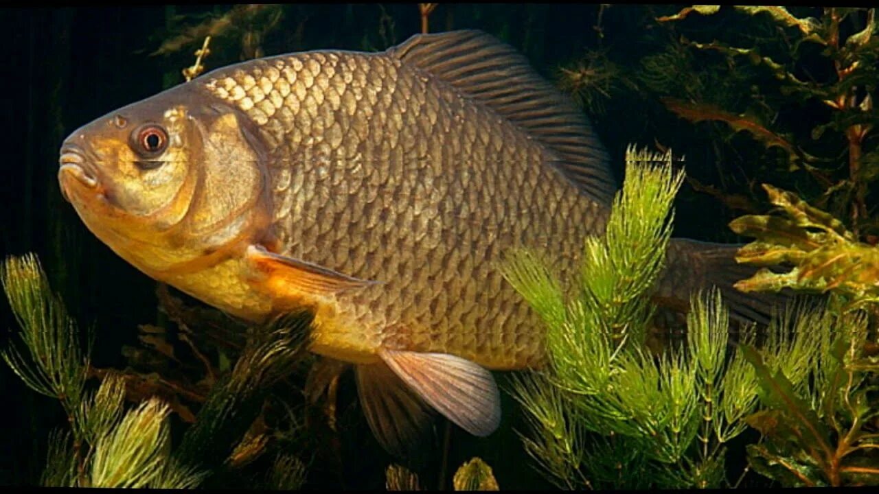 Золотой карась. Серебряный карась (Carassius gibelio). Карась обыкновенный Carassius Carassius. Карась обыкновенный золотой. Живая рыба карась