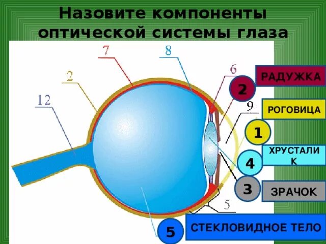 3 оптическая система глаза. Компоненты оптической системы глаза. Строение оптической системы глаза. Структурные элементы оптической системы глаза. Перечислите составляющие оптической системы глаза.