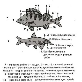 Форма и отделы тела рыб