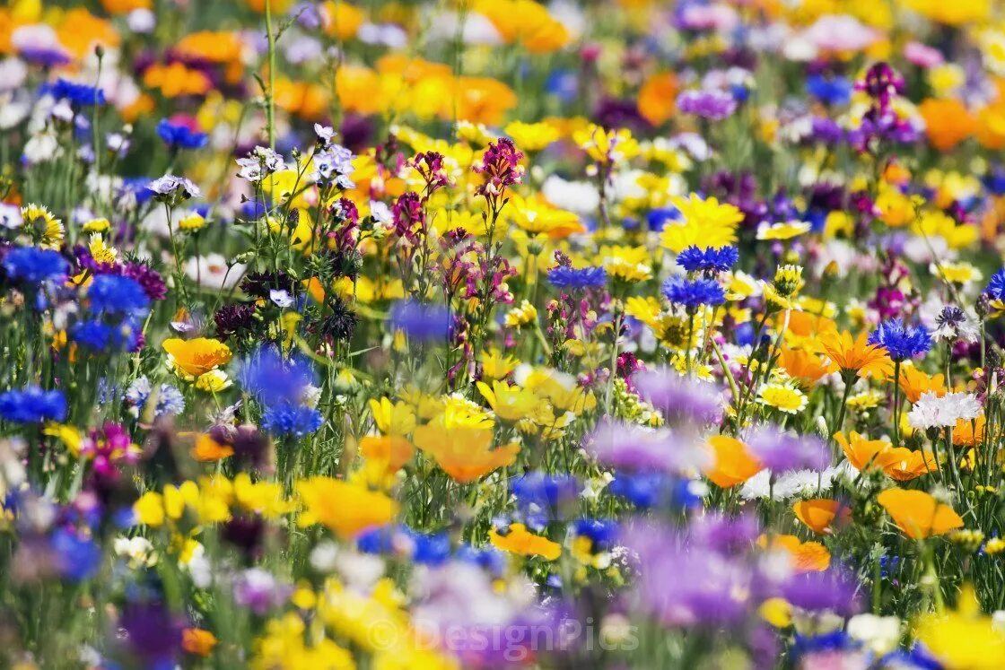 Green Meadow Цветущий мавританский газон. Мавританский газон Альпийский луг. Цветы разноцветки полевые. Летние полевые цветы.
