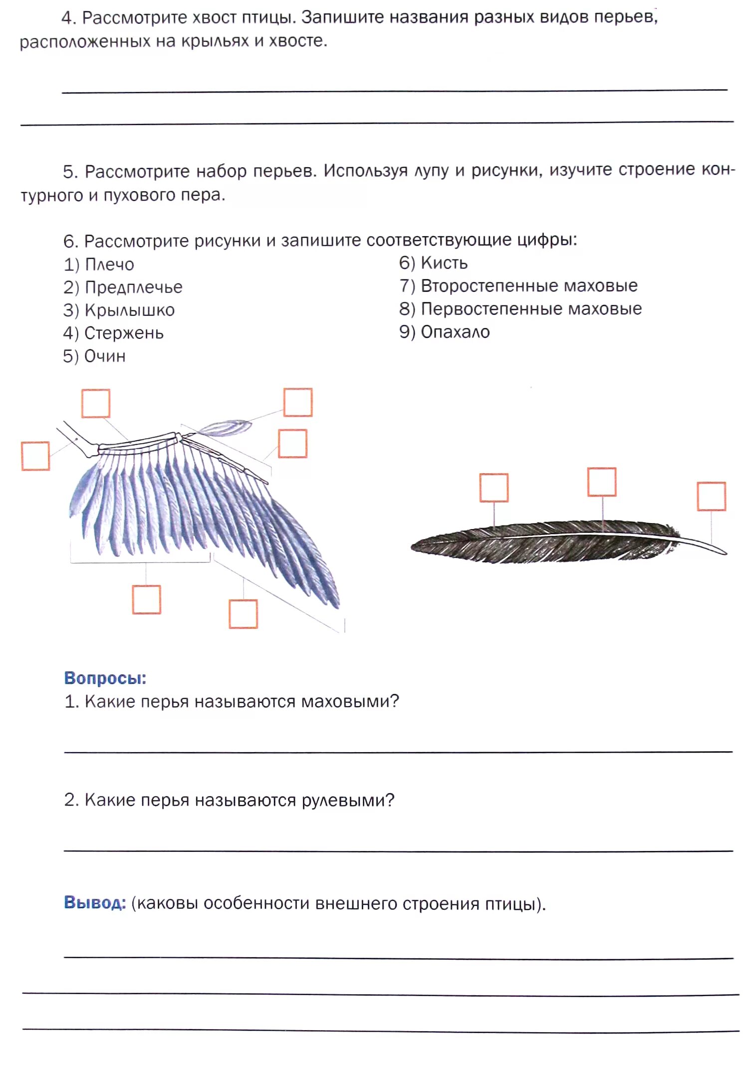 Тест по биологии 7 класс строение птиц. Внешнее строение птицы биология 7 класс Пасечник. Лабораторная работа птицы 7. Лабораторная работа изучение внешнего строения птиц. Лабораторная работа строение птиц.