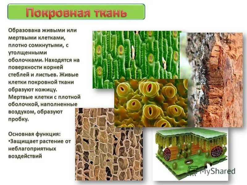 какие ткани образуют кожицу стебля. биология 6 кл строение стебля. какие ткани образуют кожицу стебля. какие ткани образуют кожицу стебля. какие ткани образуют кожицу стебля.