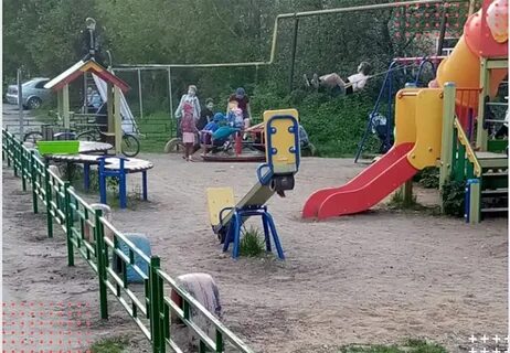 Кинешма сокольники