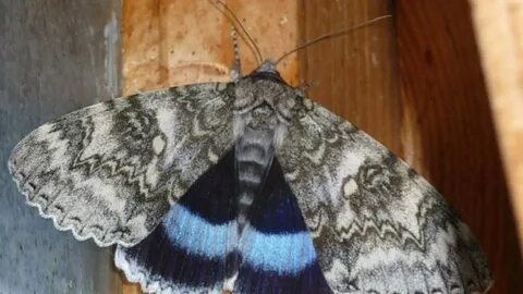 Голубая орденская лента бабочка (76 фото) - красивые фото и картинки pofoto.club