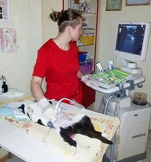 Ветклиника можайск
