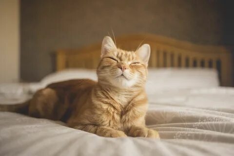 Ну кошечка