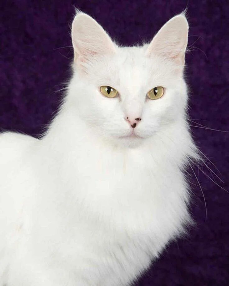 Отзывы ангора. Ангорская кошка. Белый ангорский кот. Турецкая ангора кошка. Турецкая ангора белая.