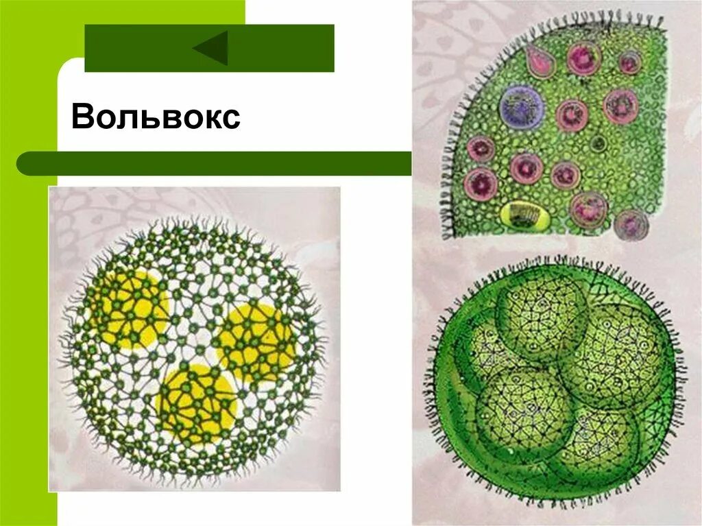 Колония водорослей вольвокс. Строение одноклеточной водоросли хламидомонады. Вольвокс клеточная стенка. Вольвокс схема строения. Жизненный цикл вольвокса схема.