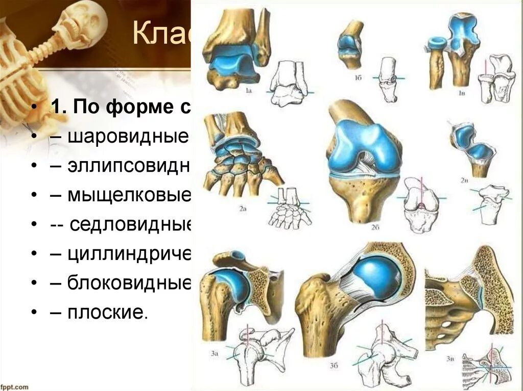 Какой сустав изображен. Типы суставов человека анатомия. Классификация суставов (по числу, по форме суставных поверхностей).. Тип сустава по форме суставной поверхности. Цилиндрический и блоковидный сустав.