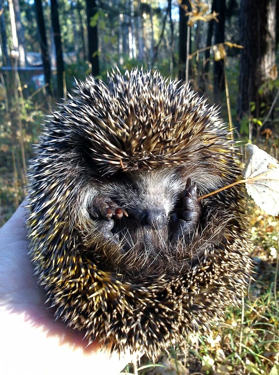 Обыкновенный ёж. Лесной ежик. Обыкновенный ёж. Ежик в природе. Южный ёж(erinaceus concolor).