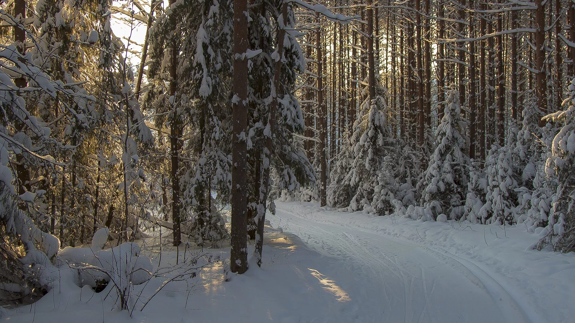 Порошино зимой. Зимой в лесу. Зимняя Тайга. Тайга зима. Леса Вологодской области зимой.