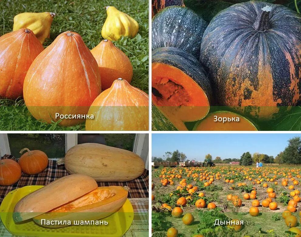 Какой сорт тыквы сладкий. Тыква крупноплодная зорька. тыква сорт дынная. тыква изида. тыква мускатная сорта.