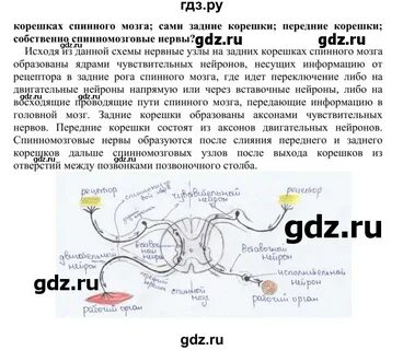 Какого строение спинного мозга биология 9