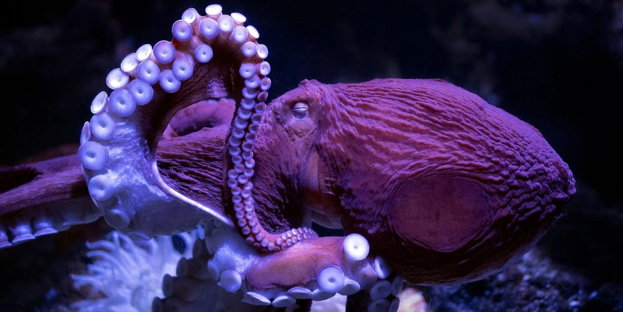 Морские головоногие моллюски. Головоногие моллюски хищники. Головоногие моллюски осьминог обыкновенный. Осьминог дофлейна гигантский. Головоногие хищники.