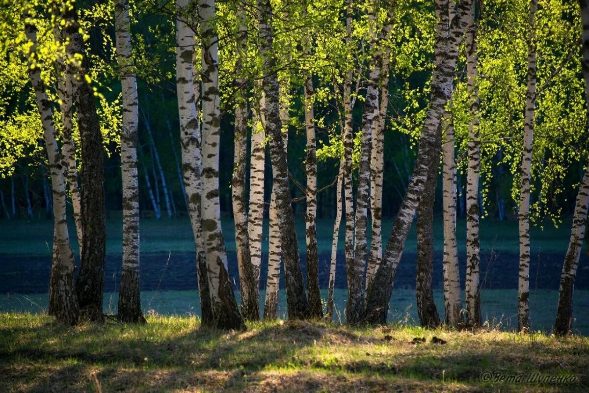 Березовый картинка