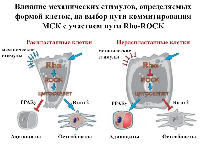 Стимулы воздействуют. Механическое влияние. Механическая клетка. Факторы воздействия на клетку. Механическая форма клетки.