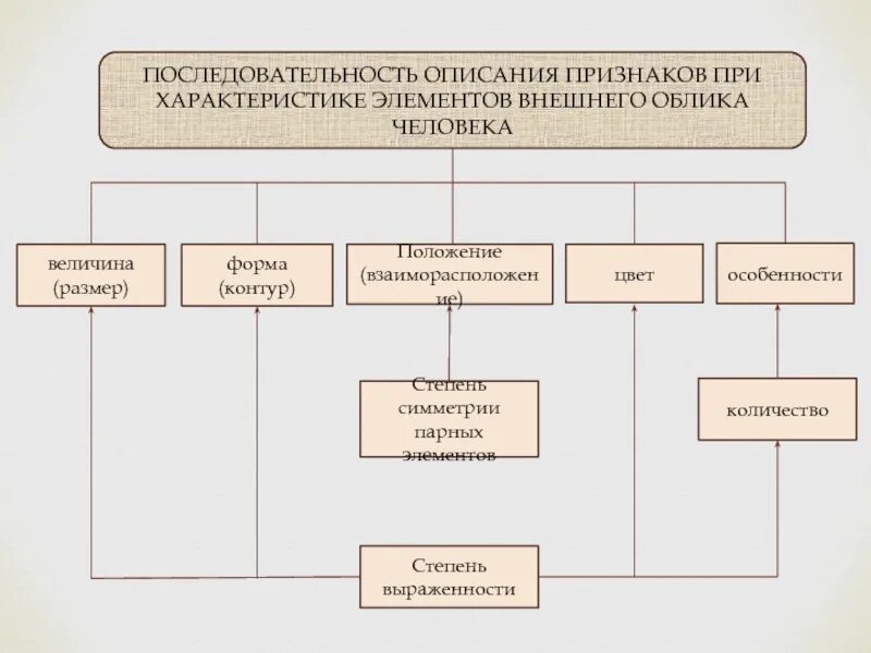 Система признаков внешнего облика человека. Система признаков внешнего облика человека