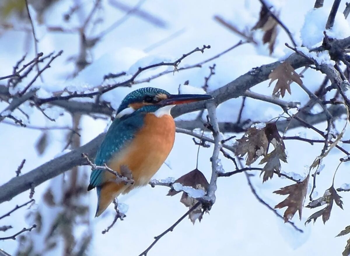 Дрозд рябинник. Дрозд свиристель крымский. Сойка обыкновенная. Лесные птицы башкирии. Сойка в башкирии.
