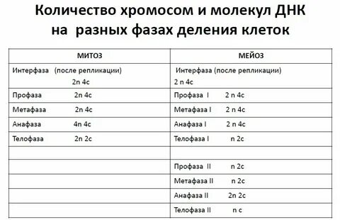 Сколько хромосом в листе огурца