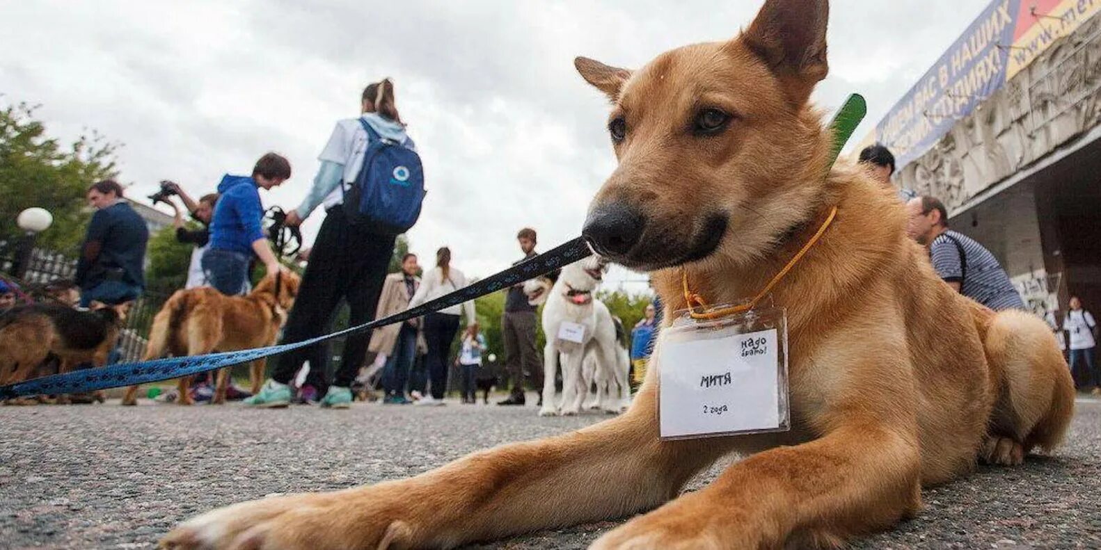 Выставка собак из приютов в Москве. На выставке собак. Выставка животных из приюта Москва. Выставка пристройства собак.