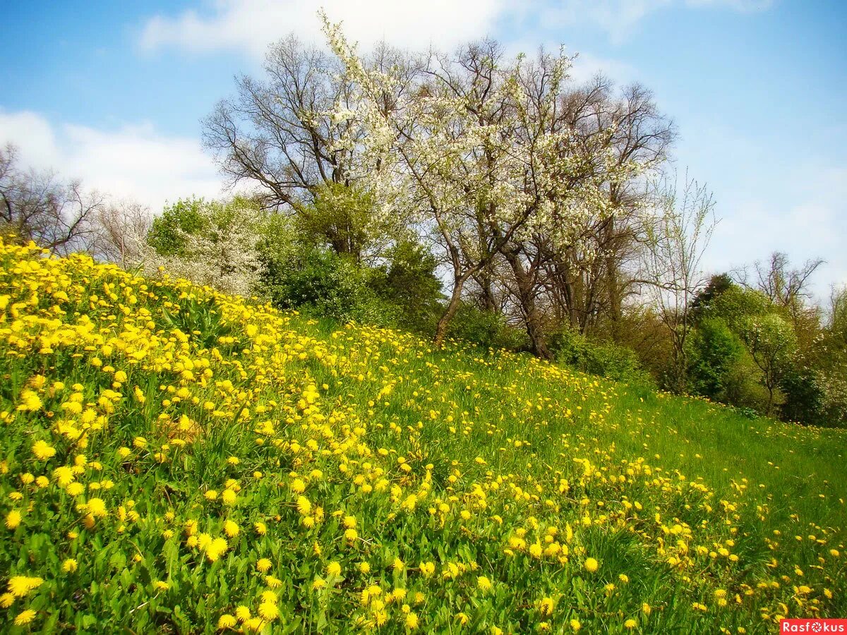 забытые времена года лето. летний пейзаж. забытые времена года лето. весенний луг. забытые времена года лето.