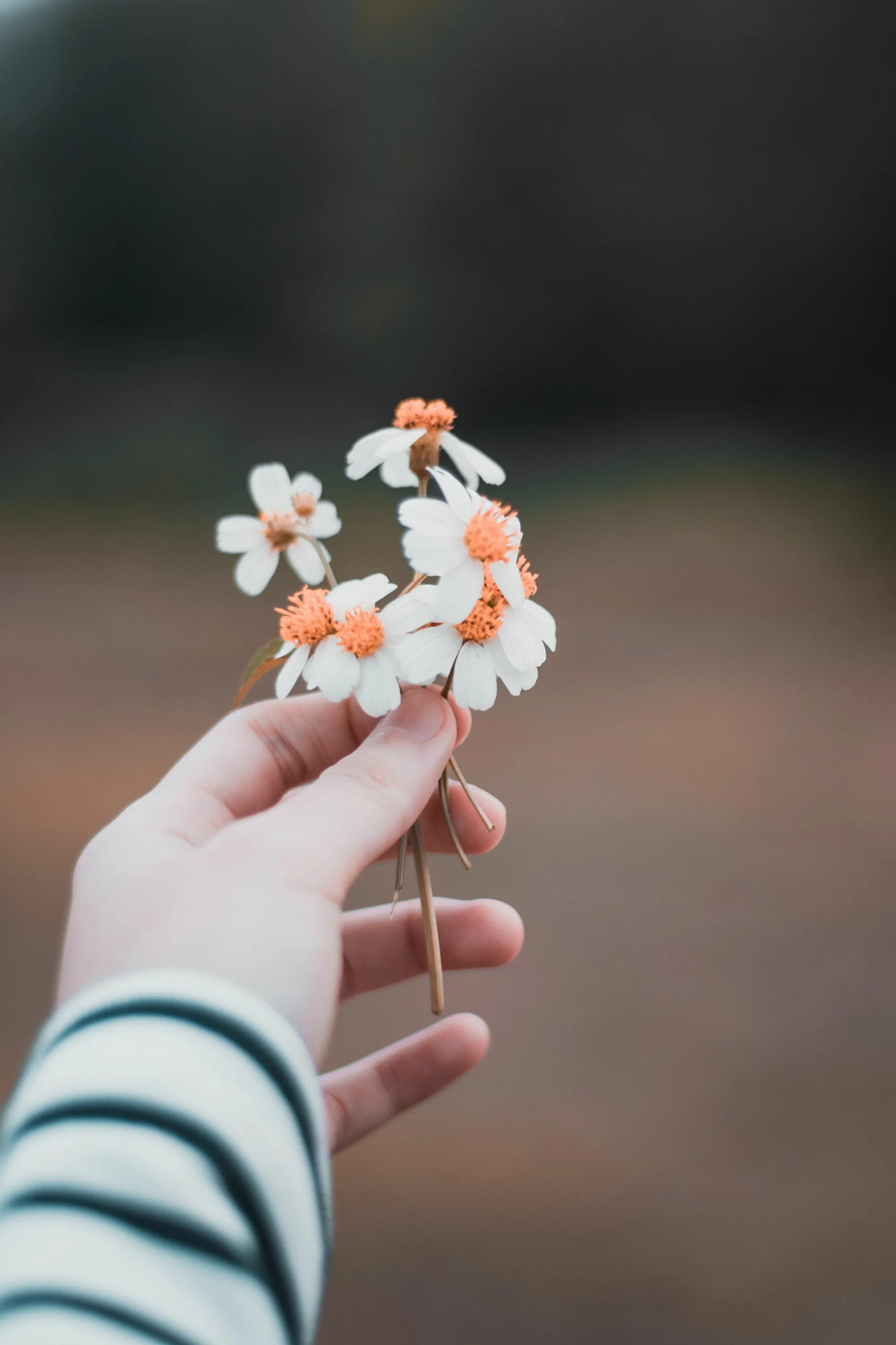 We like flowers. Цветок на руку.. Красивые цветы в руках. Цветочек в руке. Нежные цветы в руках.