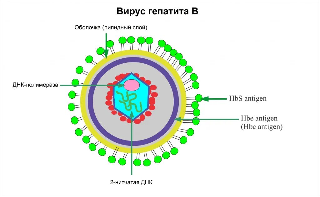 Частица Дейна вируса гепатита. Вирус гепатита b схема строения. Строение вируса гепатита в антигены. Ядерный антиген вируса гепатита в.