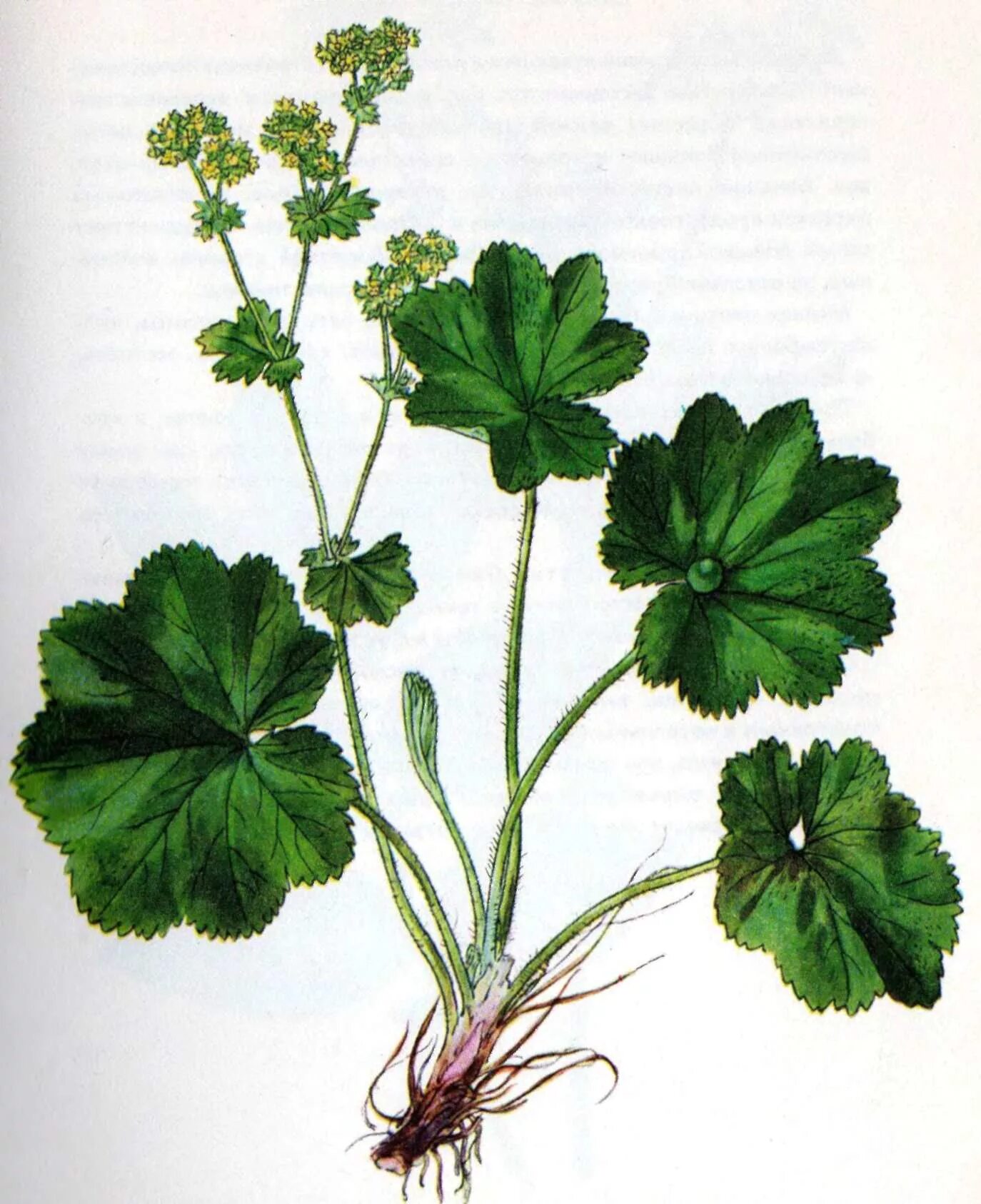 Как выглядит картинка. Манжетка обыкновенная (Alchemilla vulgaris). Alchemilla vulgaris l.- манжетка обыкновенная. Манжетка Луговая. Манжетка городковатая.