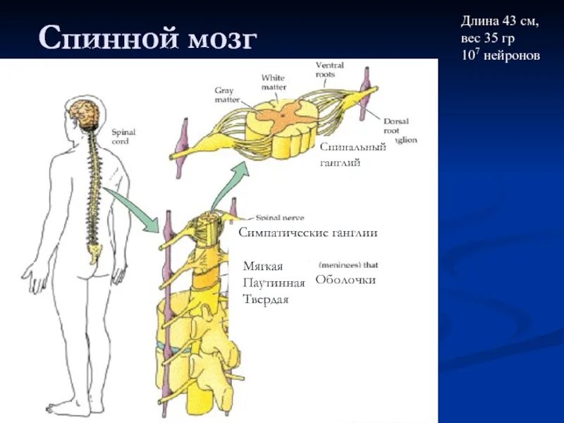 Что представляет собой ганглий. Позвоночный нервный узел. Позвоночные ганглии. Спинальный ганглий. Позвоночный нервный узел строение и функции.