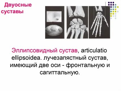 Эллипсовидный сустав