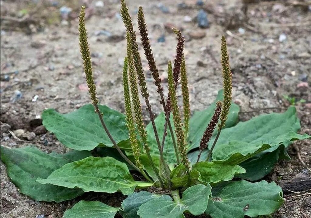 подорожник лист. подорожник ( plantago major). подорожник 7. подорожник большой. подорожник лесной.