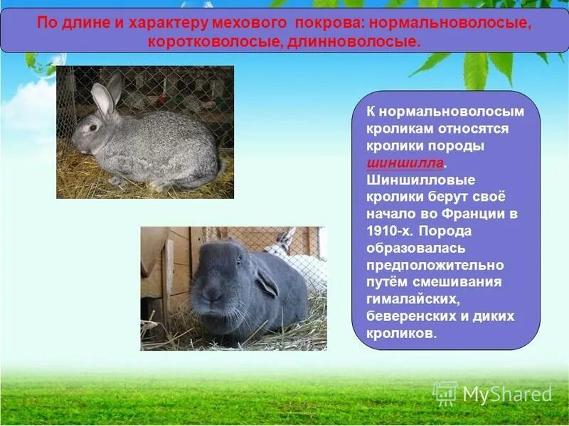 К какому классу относится кролик. Информация о кроликах. Презентация на тему кролики. Факты о кроликах домашних. Особенности кроликов.