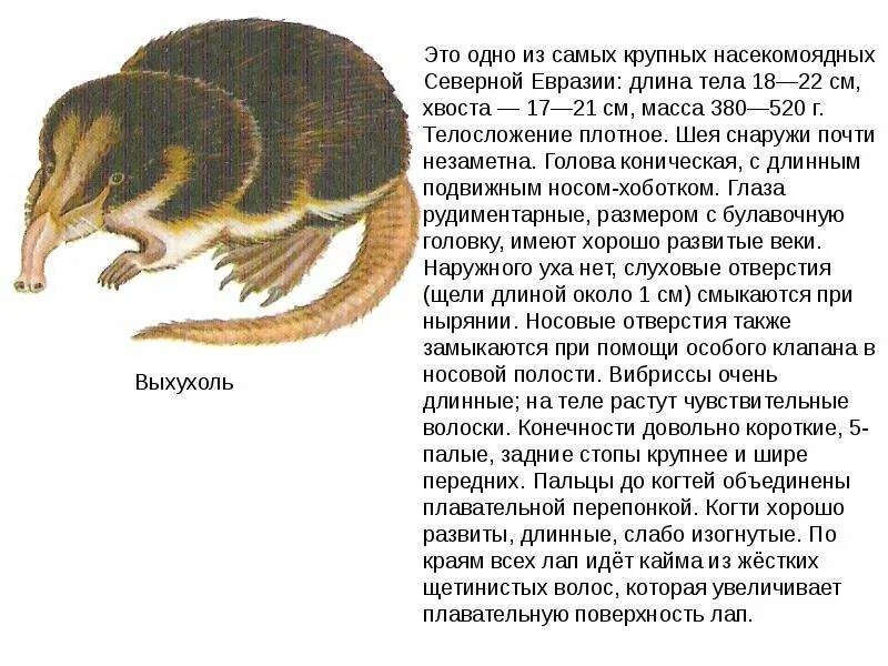 Сообщение на тему ползающие животные