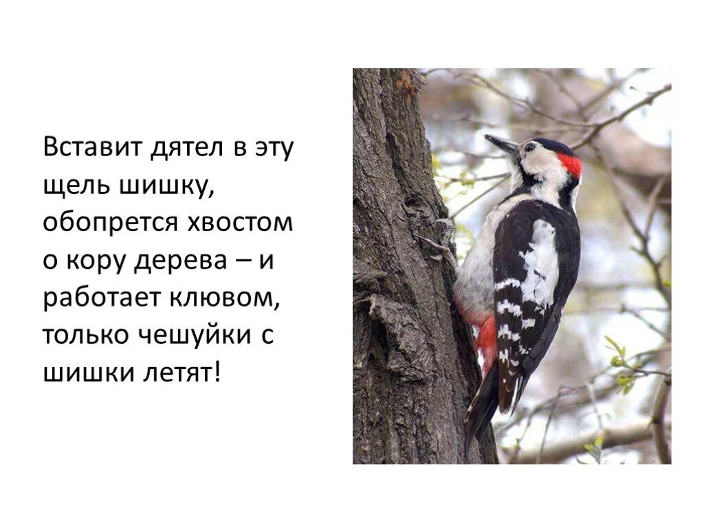 Образ жизни дятла. Дятел информация. Что обозначает слово дятел. Малый пёстрый дятел описание. Что обозначает слово дятел.