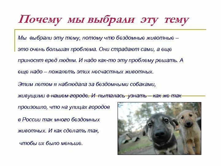 Почему нужно защищать животных. Сочинение о бездомных животных. эссе на тему бездомные животные. сочинение на тему бродячие животные. сочинение помощь животным.