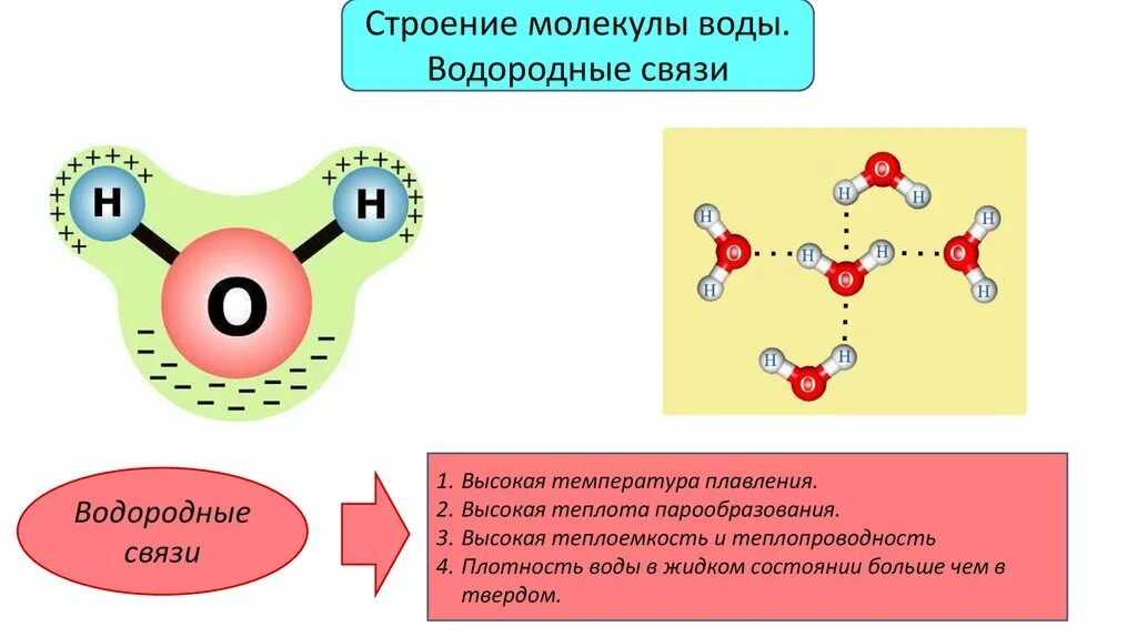 Образует молекулярную воду. Водородные связи в молекуле воды. Строение воды водородная связь. Схема образования водородной связи между молекулами воды. Структура молекулы воды.