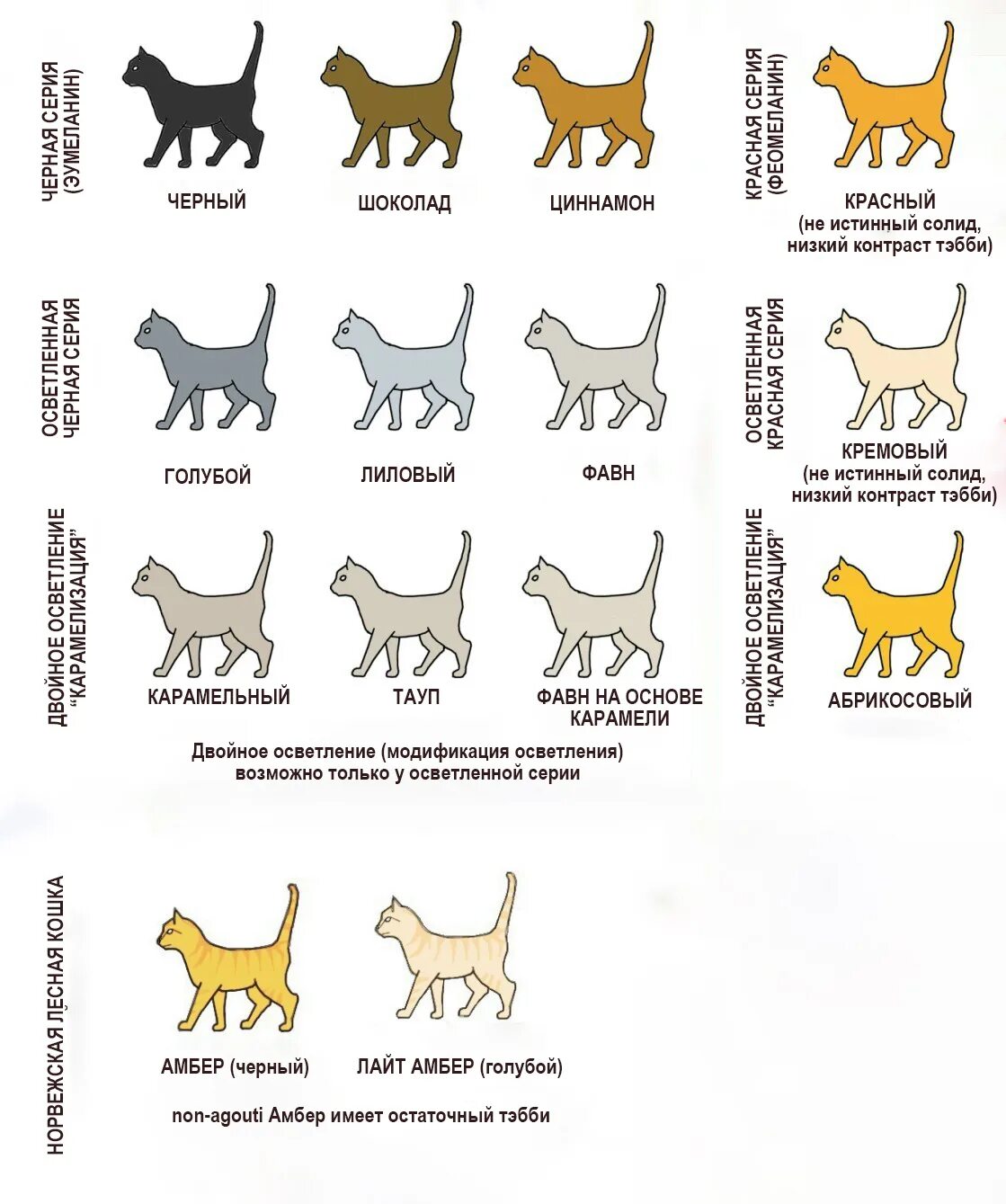 Окрасы британских кошек таблица обозначений. Окрасы тайских кошек таблица. Табби окрас кошек беспородных. Окрас табби кошки таблица. Типы окрасов кошек